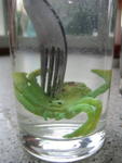 SiJaMiBiLa2