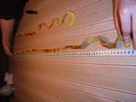 Fog-RIMG0016_1_