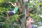 Populært klatretræ